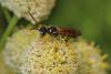 Cerceris flavilabris